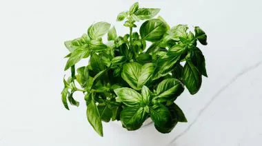 garnishing-instructions-image